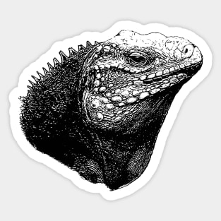 Iguana Sticker